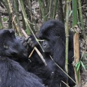  More Gorillas In The Bamboo (Rwanda)
